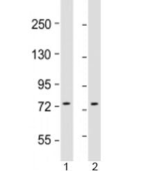 Western blot testing of human 1) HepG2 and 2) K562 cell lysate with GTPBP4 antibody at 1:1000. Predi