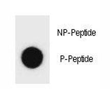 Beclin 1 Antibody (phospho-S64)