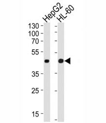 Western blot analysis of lysate from HepG2, HL-60 cell line (left to right) using beta-Actin antibod