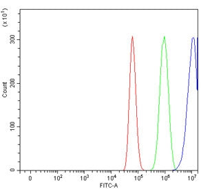 p19-INK4d Antibody / CDKN2D