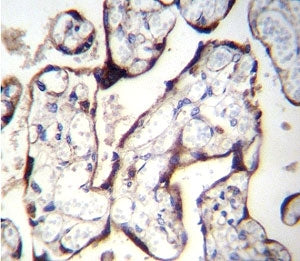 TGFBR2 antibody immunohistochemistry analysis in formalin fixed and paraffin embedded human placenta