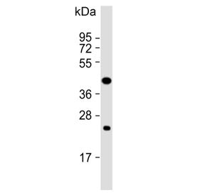 PTAR1 Antibody