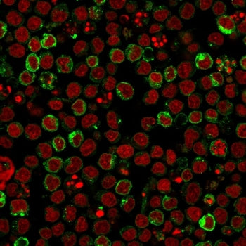 Immunofluorescent staining of human Ramos cells with HLA-DR antibody (clone LN3, green) and Reddot n