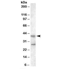 SCAP2 Antibody