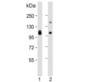 VAP-1 Antibody / AOC3