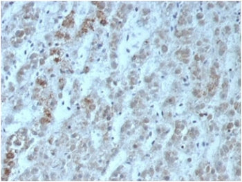 IHC staining of FFPE human adrenal gland tissue with recombinant Interleukin 15 antibody (clone IL15