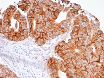 IHC staining of FFPE human colon tissue with TNFSF15 antibody (clone VEGI /7799R). HIER: boil tissue