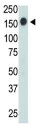 CD45 Antibody