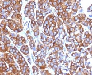 Moesin Antibody