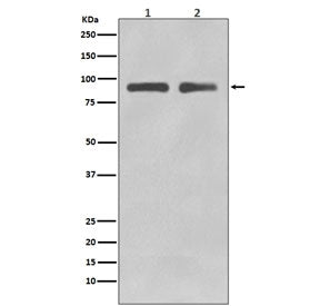 FOXO3A Antibody