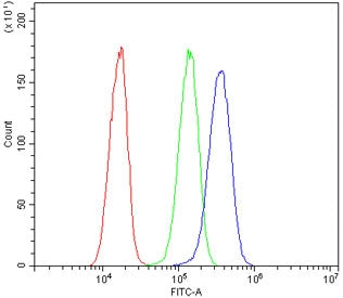 AXL Antibody