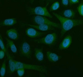 Beclin 1 Antibody