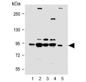 PI3KR1 Antibody