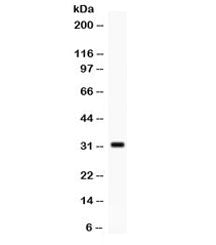 SNAI3 Antibody