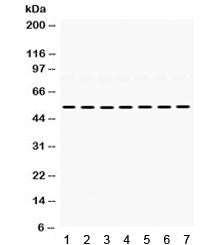 ADRA1A Antibody