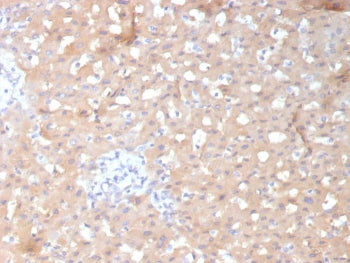 ALDH1L1 Antibody