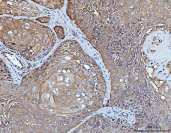 14-3-3 epsilon Antibody / YWHAE