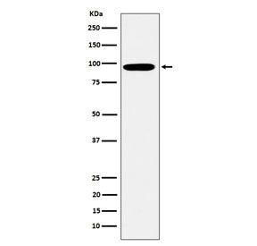 Western blot testing of human K562 cell lysate with EPN1 antibody. Predicted molecular weight: 58-69