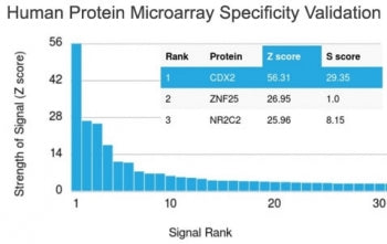 Analysis of HuProt(TM) microarray containing more than 19,000 full-length human proteins using CDX2 