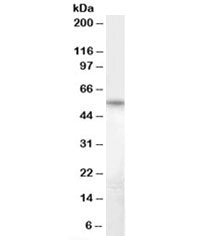 Western blot testing of human heart lysate with Bruno-like 5 antibody at 1ug/ml. Predicted molecular