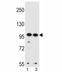 WDR3 Antibody