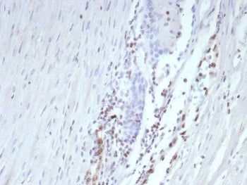 IHC staining of FFPE human prostate tissue with recombinant Transcriptional Regulator ERG antibody (