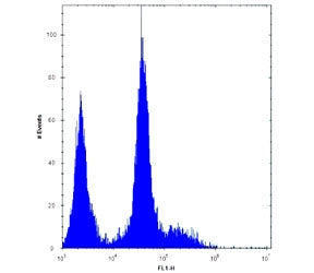 Platelet Derived Growth Factor Receptor alpha Antibody (PDGFRA)