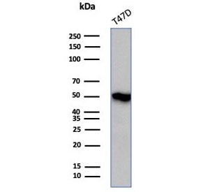 Factor VII Antibody