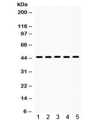 Western blot testing of mouse 1) lung, 2) liver, 3) HEPA and human 4) HepG2, 5) HeLa lysate with BMP