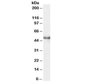MASK Antibody / STK26
