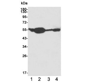 ATG5 Antibody