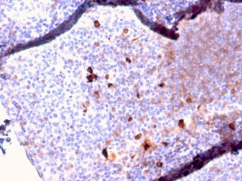 IgM Heavy Chain Antibody