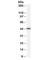 Western blot testing of Jurkat lysate with AURKA antibody at 0.1ug/ml. Predicted molecular weight ~4