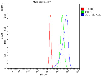 Flow Cytometry analysis of RT4 cells using anti-GGCT antibody. Overlay histogram showing RT4 cells s
