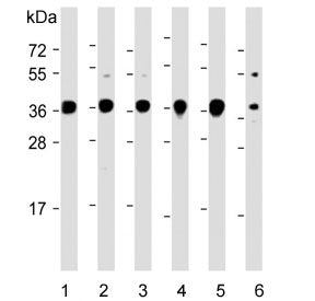 Engrailed 1 Antibody / EN1