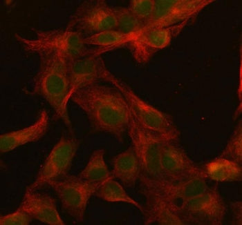 SFRS3 Antibody