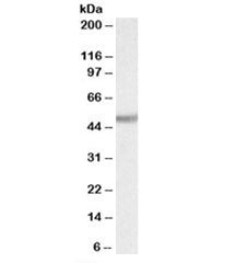Ugt2b Antibody