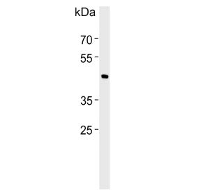 Western blot testing of human RD cell lysate with BHLHE41 antibody. Predicted molecular weight ~50 kDa.