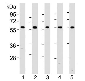 Western blot analysis of lysate from 1) human HeLa, 2) human A549, 3) mouse NIH3T3, 4) mouse C2C12, 