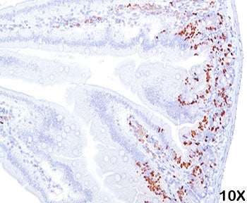 IHC staining of mouse intestine tissue (10X) with BrdU antibody (BRD469).