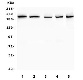 SMARCA2 Antibody / BRM