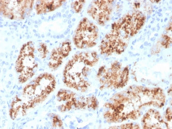 IHC staining of FFPE human kidney with RBP4 antibody. HIER: boil tissue sections in pH 9 10mM Tris w