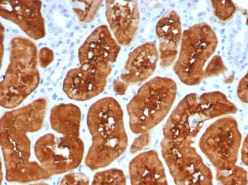 FABP1 Antibody