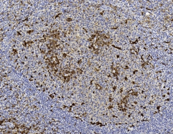 IHC testing of FFPE human tonsil tissue with GST pi antibody. HIER: steam section in pH6 citrate buf
