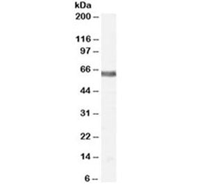 Nur77 Antibody