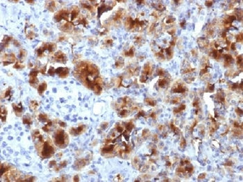 IHC testing of FFPE human pancreas with GP2 antibody (clone GP2/1712). HIER: boil tissue sections in