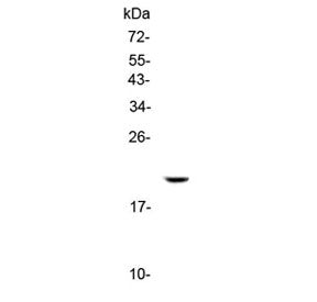IL17C Antibody
