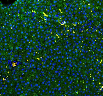 Immunofluorescent staining of FFPE rat liver with GSTA antibody (green) at 1ug/ml and DAPI nuclear s