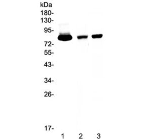Lactoferrin Antibody / LTF