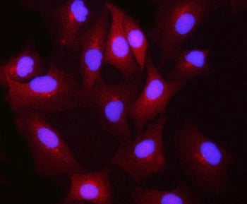 Immunofluorescent staining of FFPE human A549 cells with Biliverdin reductase B antibody (red) and D